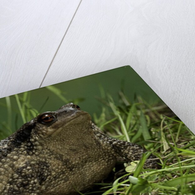 Bufo bufo (european toad, common toad) by Anonymous