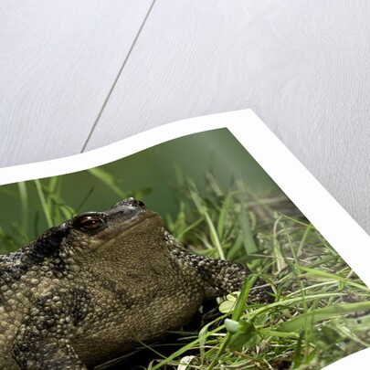 Bufo bufo (european toad, common toad) by Anonymous