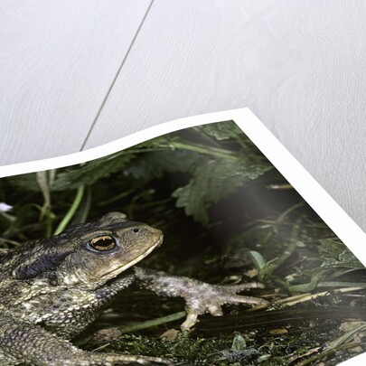 Bufo bufo (european toad, common toad) by Anonymous