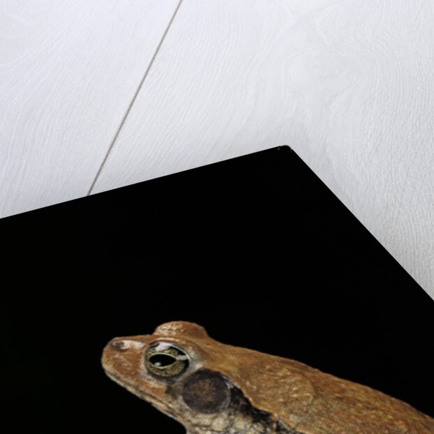 Schismaderma carens (red toad) by Anonymous