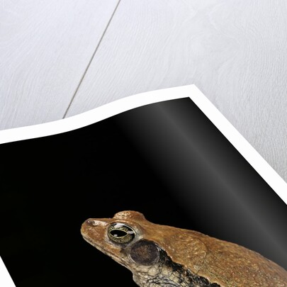 Schismaderma carens (red toad) by Anonymous