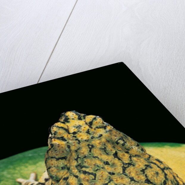 Anaxyrus debilis (green toad) by Anonymous