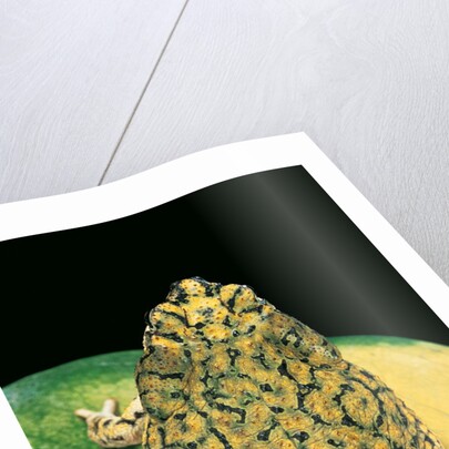 Anaxyrus debilis (green toad) by Anonymous