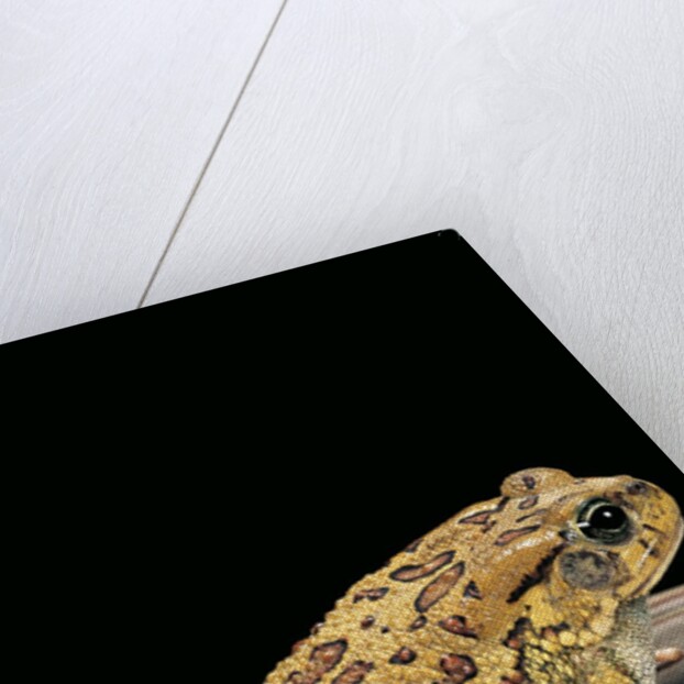 Amietophrynus garmani (Garman's toad) by Anonymous