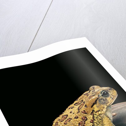 Amietophrynus garmani (Garman's toad) by Anonymous