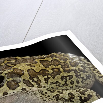 Bufo mauritanicus (berber toad) by Anonymous