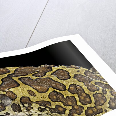 Bufo mauritanicus (berber toad) by Anonymous