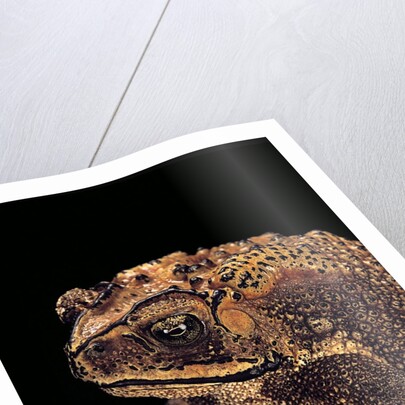 Duttaphrynus melanostictus (spectacled toad) by Anonymous
