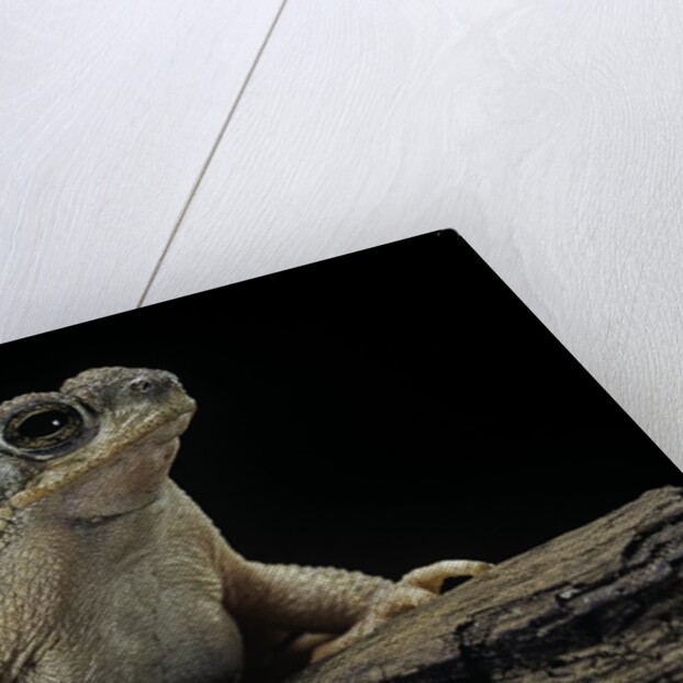 Anaxyrus punctatus (red-spotted toad) by Anonymous