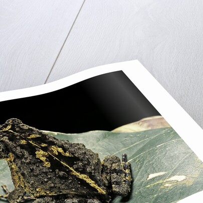 Bufo sp. by Anonymous
