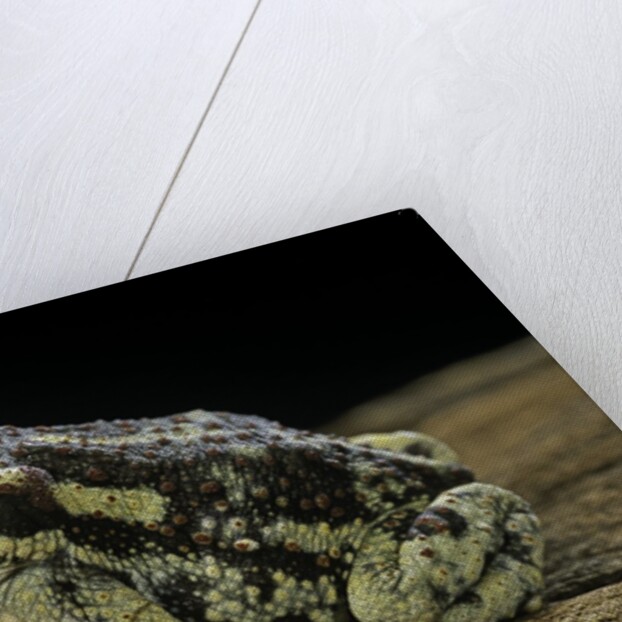 Rhinella spinulosa (warty toad) by Anonymous