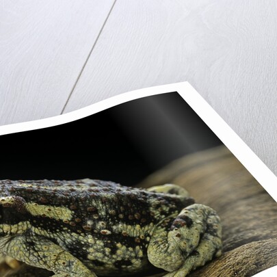Rhinella spinulosa (warty toad) by Anonymous