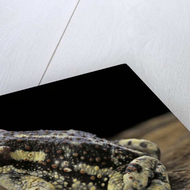 Rhinella spinulosa (warty toad) by Anonymous