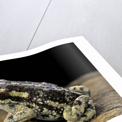Rhinella spinulosa (warty toad) by Anonymous