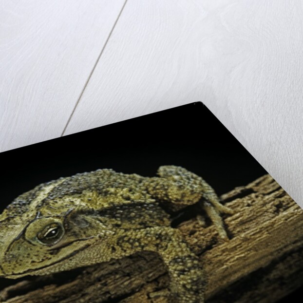 Incilius valliceps (gulf coast toad) by Anonymous