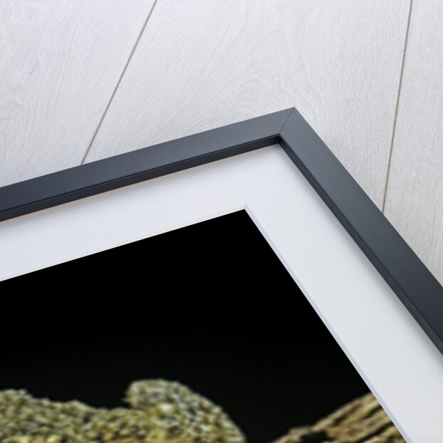 Incilius valliceps (gulf coast toad) by Anonymous