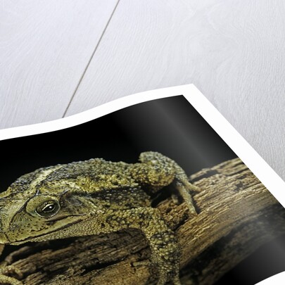 Incilius valliceps (gulf coast toad) by Anonymous