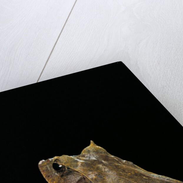 Ceratobatrachus guentheri (Gunther's triangle frog) by Anonymous