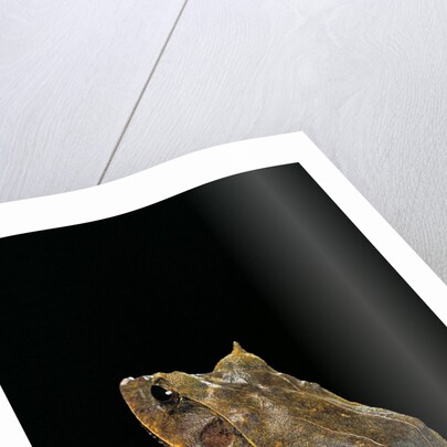 Ceratobatrachus guentheri (Gunther's triangle frog) by Anonymous