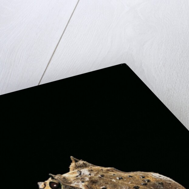 Ceratobatrachus guentheri (Gunther's triangle frog) by Anonymous