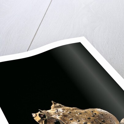 Ceratobatrachus guentheri (Gunther's triangle frog) by Anonymous