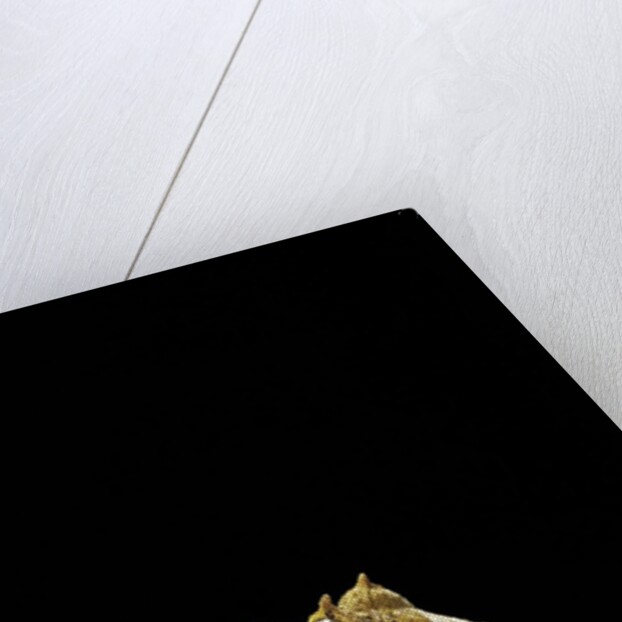 Ceratobatrachus guentheri (Gunther's triangle frog) by Anonymous