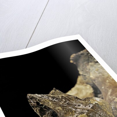 Ceratobatrachus guentheri (Gunther's triangle frog) by Anonymous