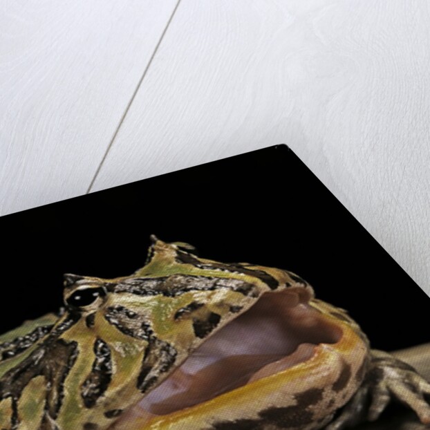 Ceratophrys cranwelli x cornuta (horned frog) by Anonymous