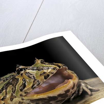 Ceratophrys cranwelli x cornuta (horned frog) by Anonymous