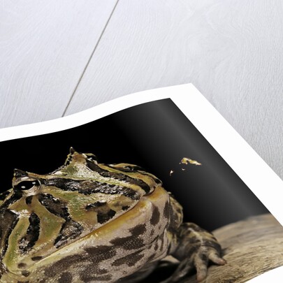 Ceratophrys cranwelli x cornuta (horned frog) by Anonymous