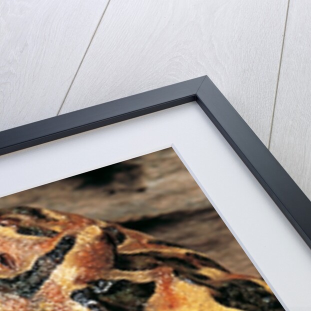 Ceratophrys ornata (ornate horned frog, escuerzo) by Anonymous