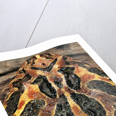 Ceratophrys ornata (ornate horned frog, escuerzo) by Anonymous