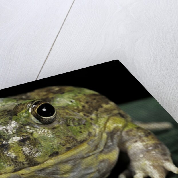 Chacophrys pierottii (lesser chini frog, chaco horned frog) by Anonymous