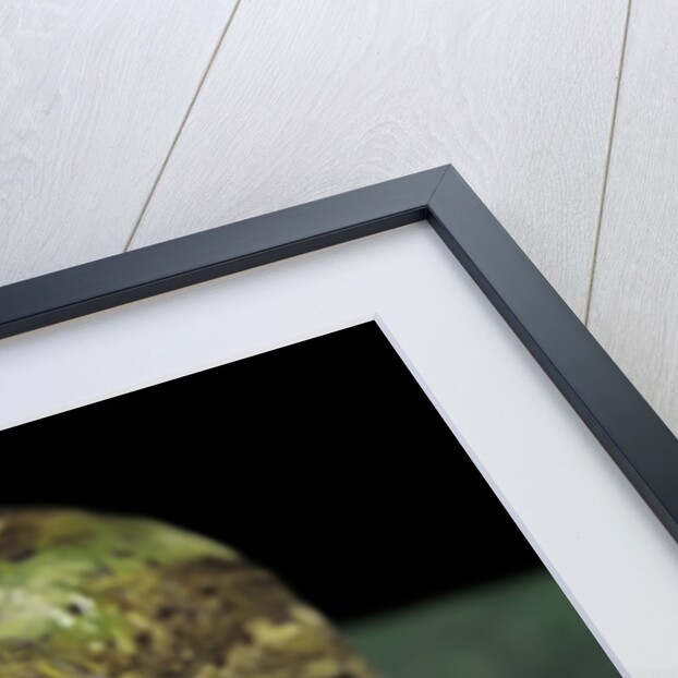 Chacophrys pierottii (lesser chini frog, chaco horned frog) by Anonymous