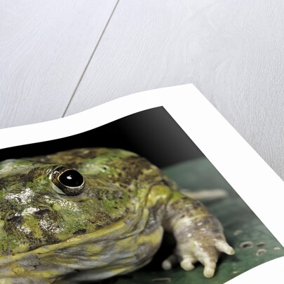 Chacophrys pierottii (lesser chini frog, chaco horned frog) by Anonymous