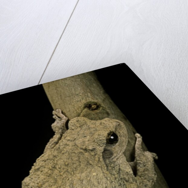 Chiromantis xerampelina (grey foam-nest treefrog) by Anonymous
