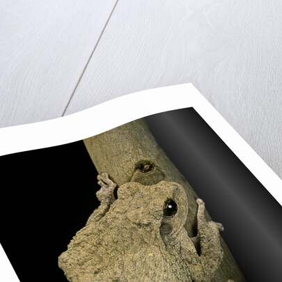 Chiromantis xerampelina (grey foam-nest treefrog) by Anonymous