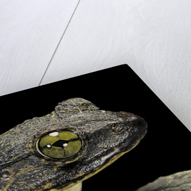 Conraua goliath (giant frog) by Anonymous