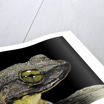 Conraua goliath (giant frog) by Anonymous