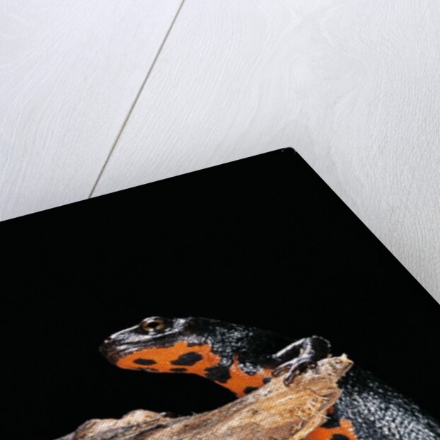Cynops orientalis (fire-bellied newt) by Anonymous