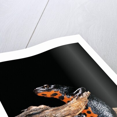 Cynops orientalis (fire-bellied newt) by Anonymous
