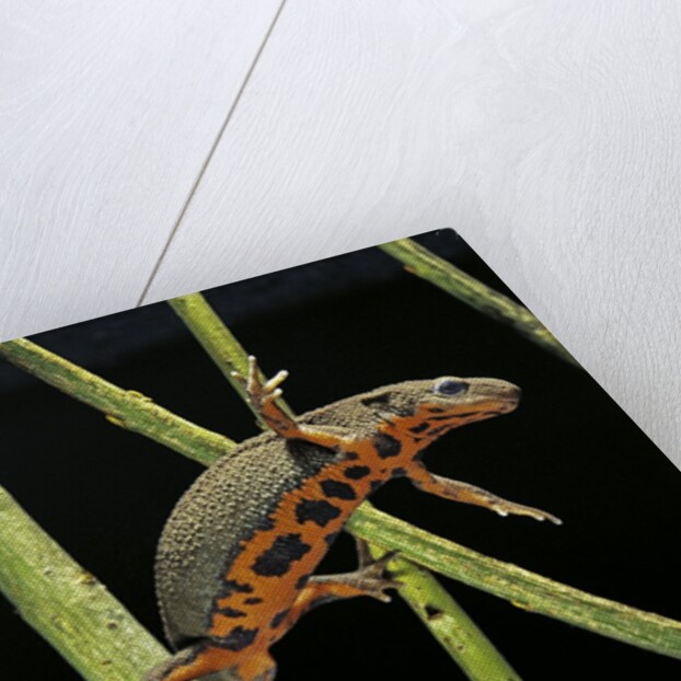 Cynops pyrrhogaster (Japanese fire-bellied newt) by Anonymous