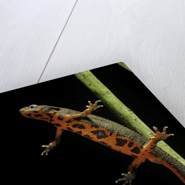 Cynops pyrrhogaster (Japanese fire-bellied newt) by Anonymous