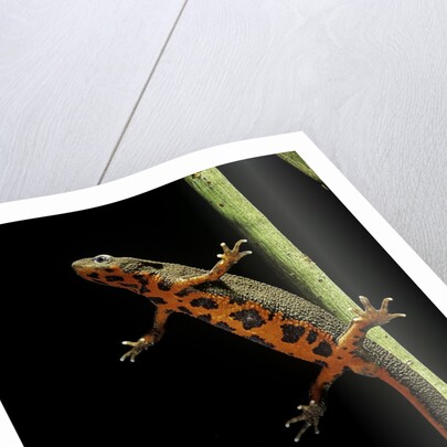 Cynops pyrrhogaster (Japanese fire-bellied newt) by Anonymous