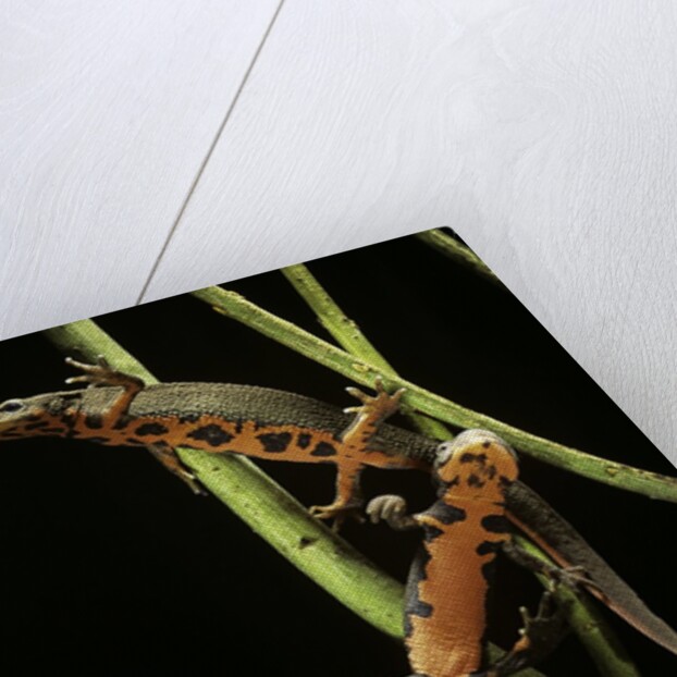 Cynops pyrrhogaster (Japanese fire-bellied newt) by Anonymous
