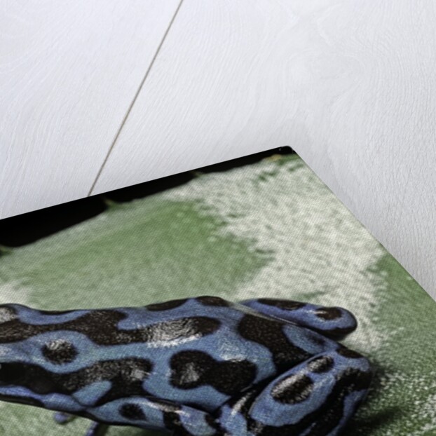 Dendrobates auratus f. blue (green and black poison dart frog) by Anonymous