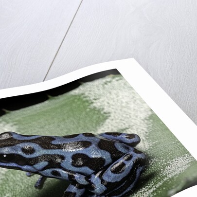 Dendrobates auratus f. blue (green and black poison dart frog) by Anonymous