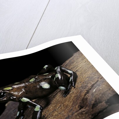 Dendrobates auratus f. tobago (green and black poison dart frog) by Anonymous
