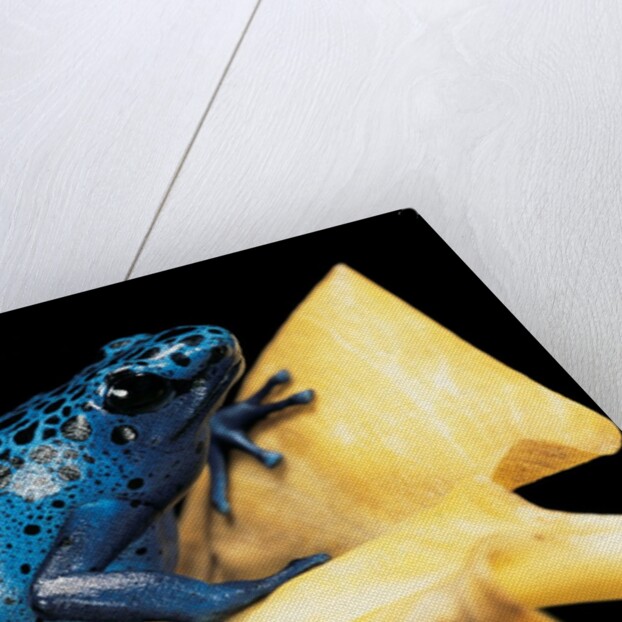Dendrobates azureus (blue poison dart frog) by Anonymous