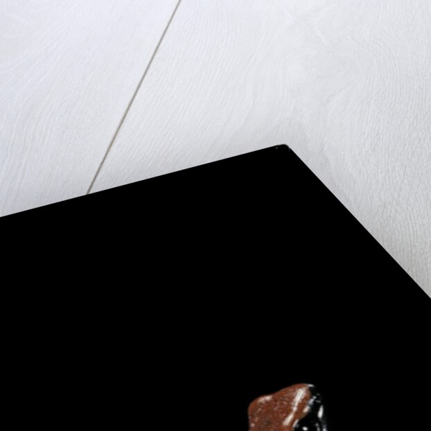 Adelphobates galactonotus (splash-backed poison frog) by Anonymous